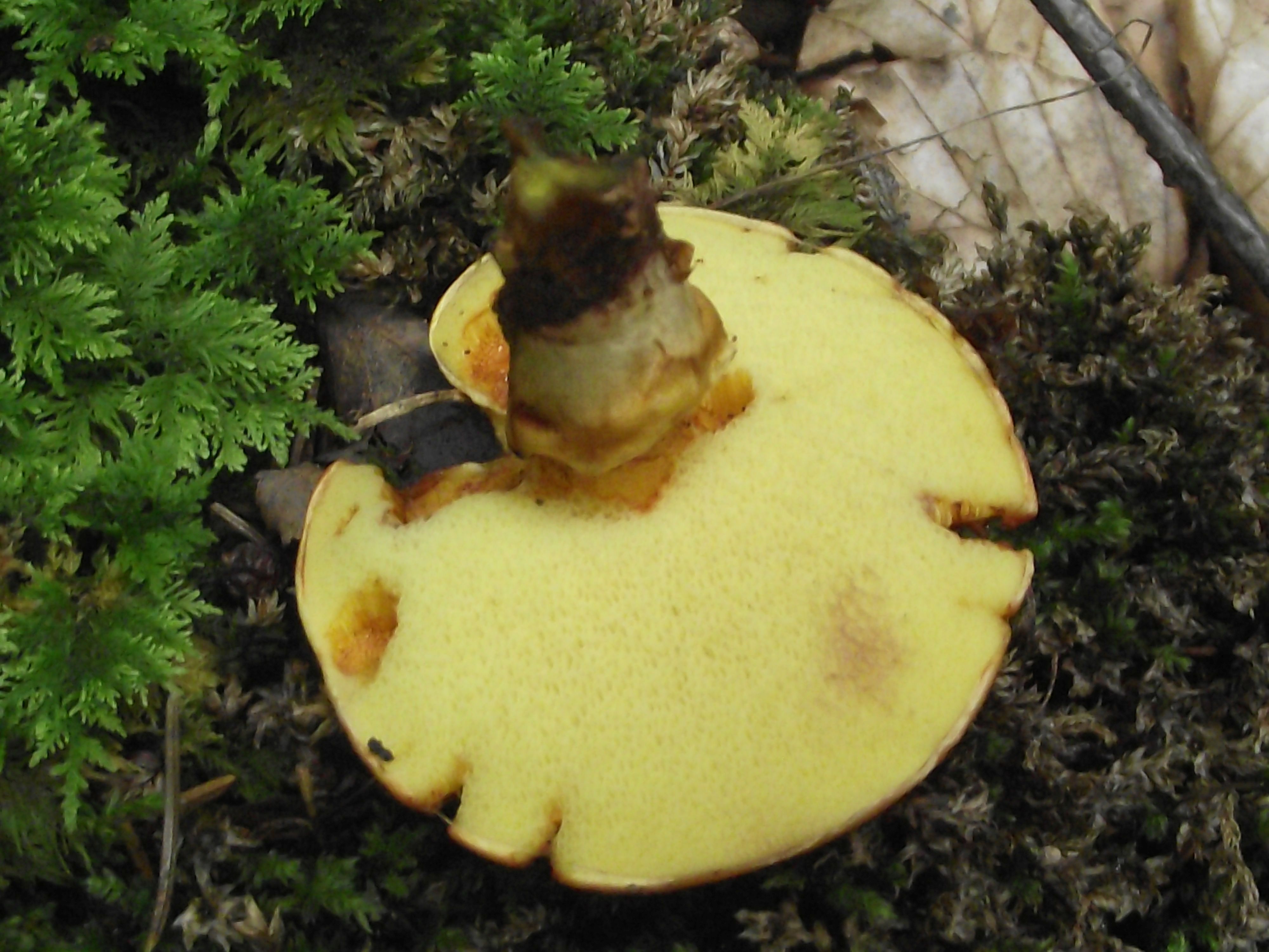Goldgelber Lärchen-Röhrling